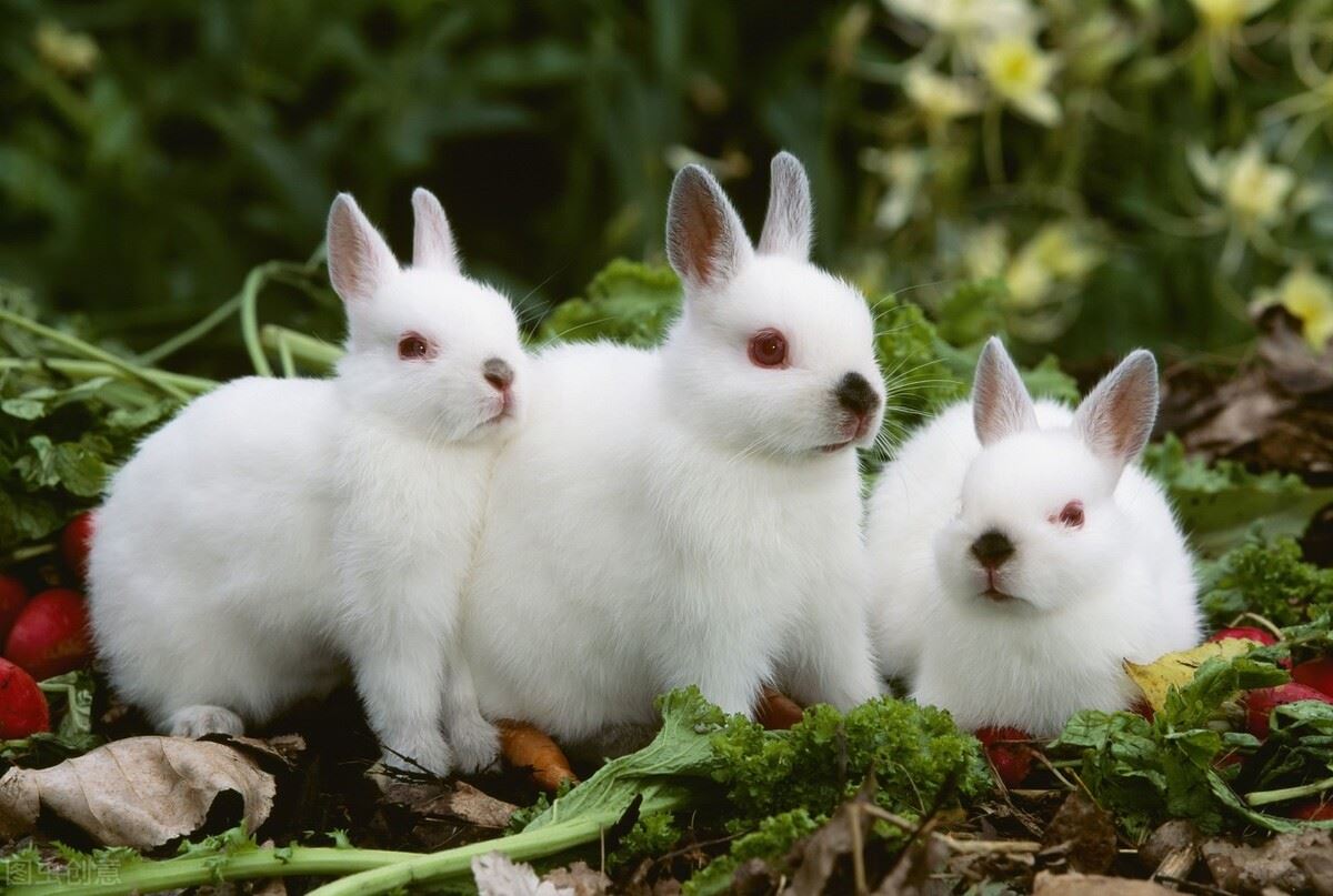 十二生肖中的兔子（兔子是一种可爱的小动物）